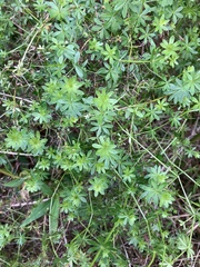 Galium