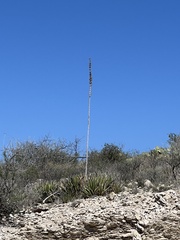 Agave lechuguilla