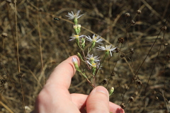 Symphyotrichum hallii