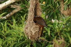 Psarocolius angustifrons