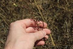 Symphyotrichum hallii