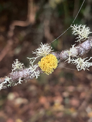 Polycauliona candelaria