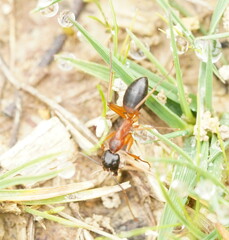 Camponotus consobrinus