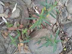 Asclepias angustifolia