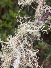 Usnea