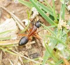 Camponotus consobrinus