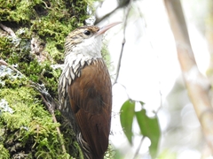 Lepidocolaptes falcinellus