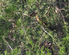 Oporornis agilis