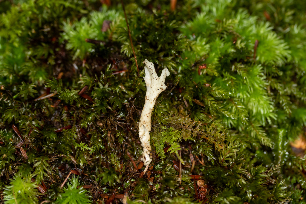 White Coral Fungus From Clarion County PA USA On September 23 2022   Large 