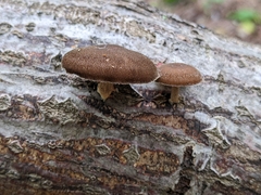 Lentinus brumalis