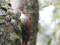 Lepidocolaptes falcinellus