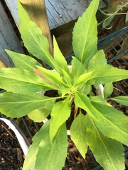 Solidago arguta