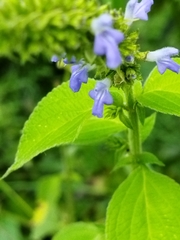 Salvia xalapensis