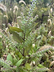 Perilla
