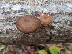 Lentinus brumalis