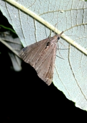 Hypena obsitalis