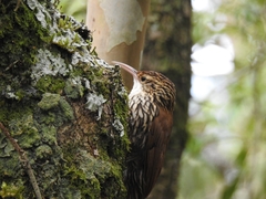 Lepidocolaptes falcinellus