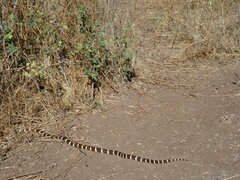 Lampropeltis californiae