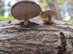 Lentinus brumalis