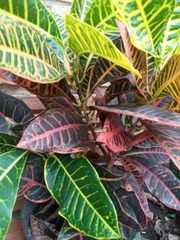 Codiaeum variegatum