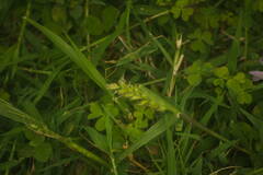 Cenchrus echinatus