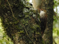 Lepidocolaptes falcinellus