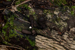 Xylaria ellisii