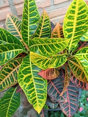 Codiaeum variegatum