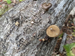 Lentinus brumalis