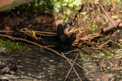 Xylaria ellisii