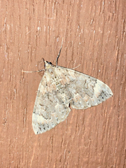 Dysstroma citrata