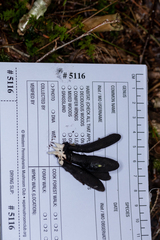 Xylaria ellisii