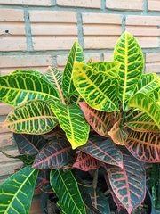 Codiaeum variegatum