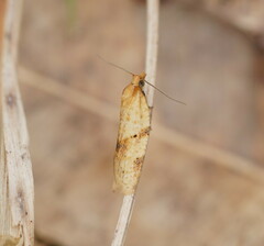 Clepsis therina