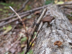 Lentinus brumalis