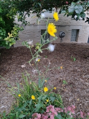 Sonchus arvensis