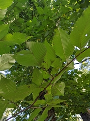 Ulmus