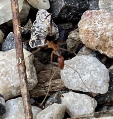 Leptomyrmex cnemidatus