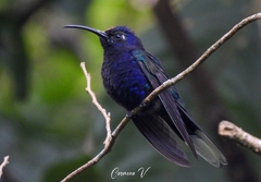 Campylopterus hemileucurus