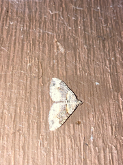 Xanthorhoe