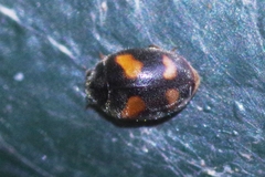 Nephus quadrimaculatus