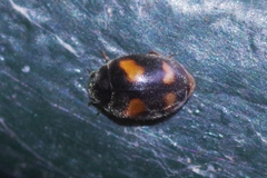 Nephus quadrimaculatus