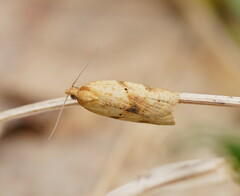Clepsis therina