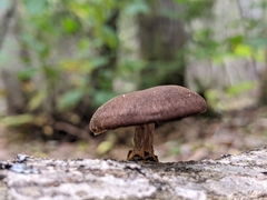 Lentinus brumalis