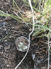 Xanthoparmelia cumberlandia
