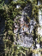 Mischocyttarus flavitarsis