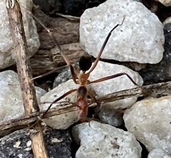 Leptomyrmex cnemidatus