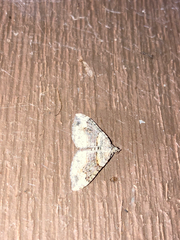 Xanthorhoe
