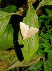 Pechipogo plumigeralis
