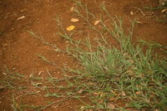 Bothriochloa pertusa